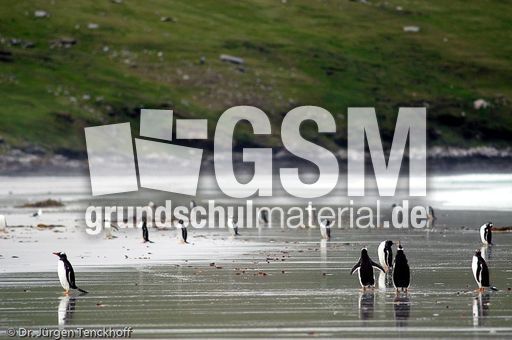 Eselspinguin (35 von 97).jpg